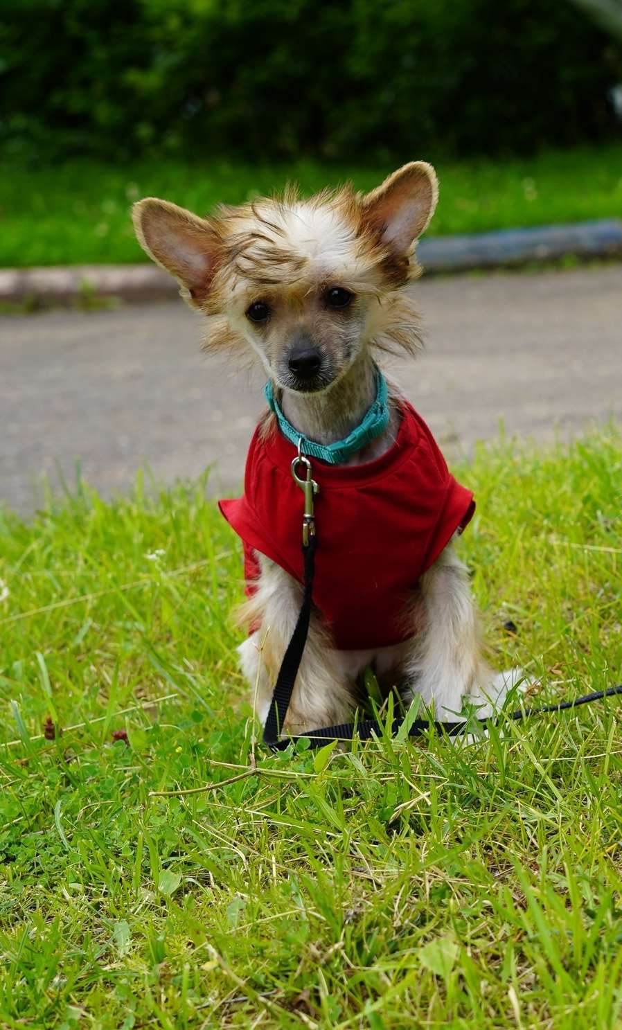 Hloya IIz Strani Cvetov