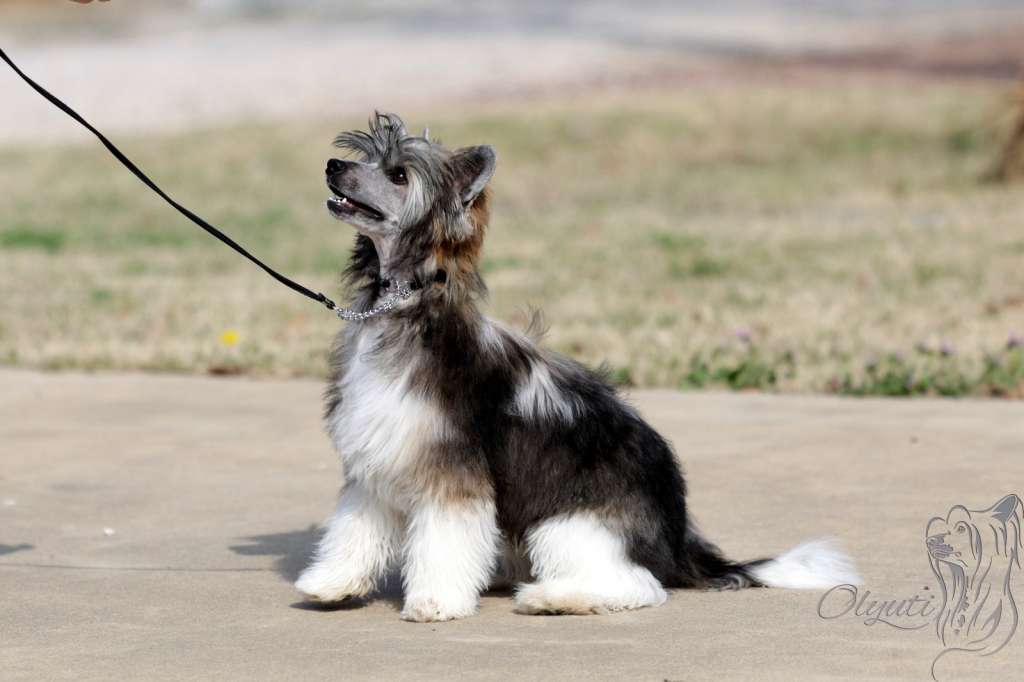 Olyuti's Shot of Love