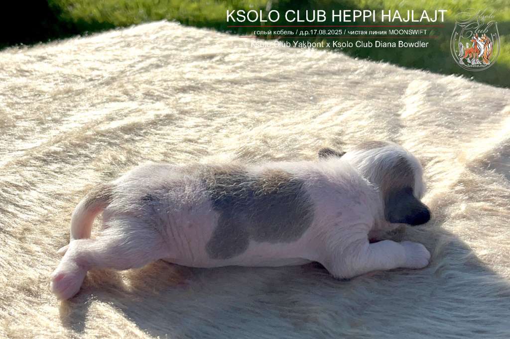 Ksolo Club Heppi Hajlajt