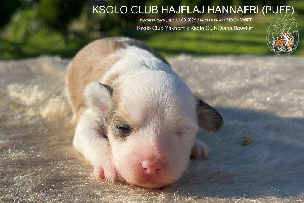 Ksolo Club Hajflaj Hannafri