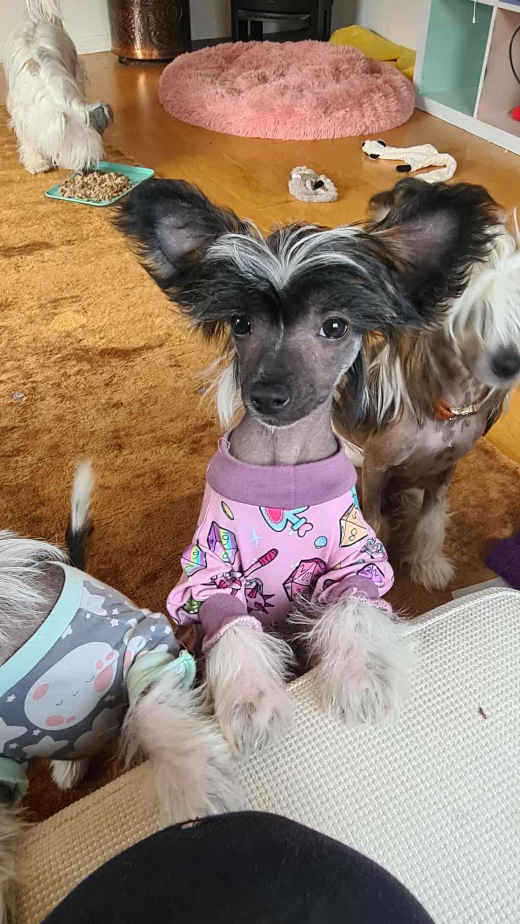 Chagiya's Once In A Lifetime