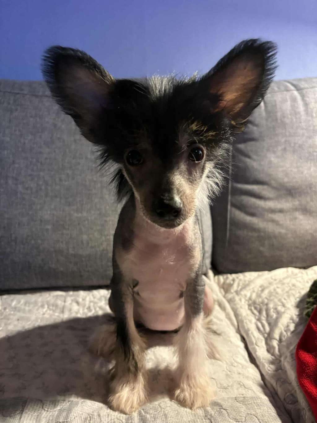 Chagiya's To Thine Own Self Be True