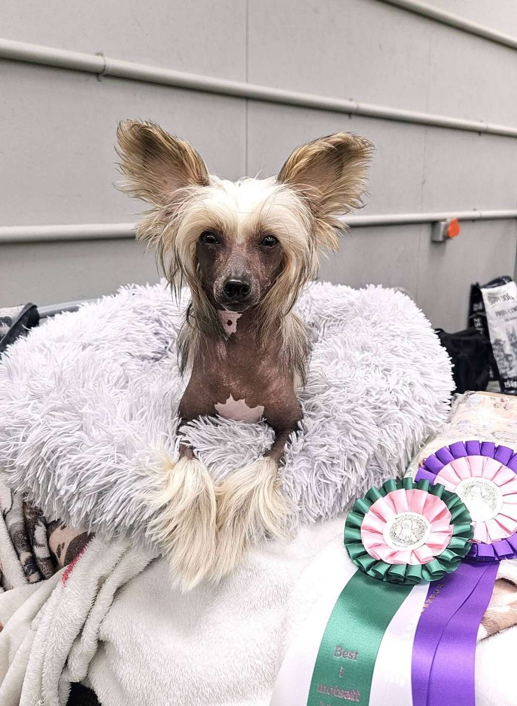 Chagiya's Love All Trust A Few