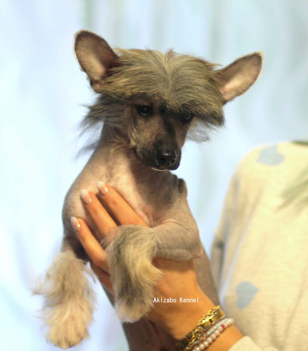 Mam Dobry Humor Akizabo