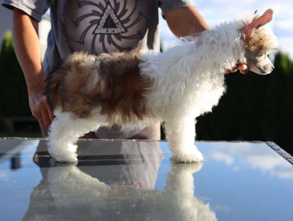 Cerohair Glamour Puss