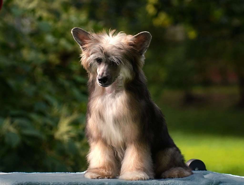 Kraspamir Mufasa El Rey Leon