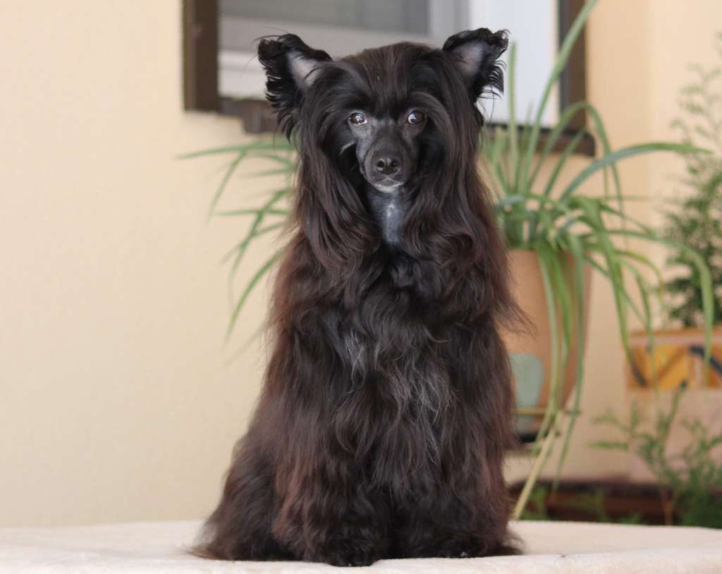 Zlato Volmari Ingrid