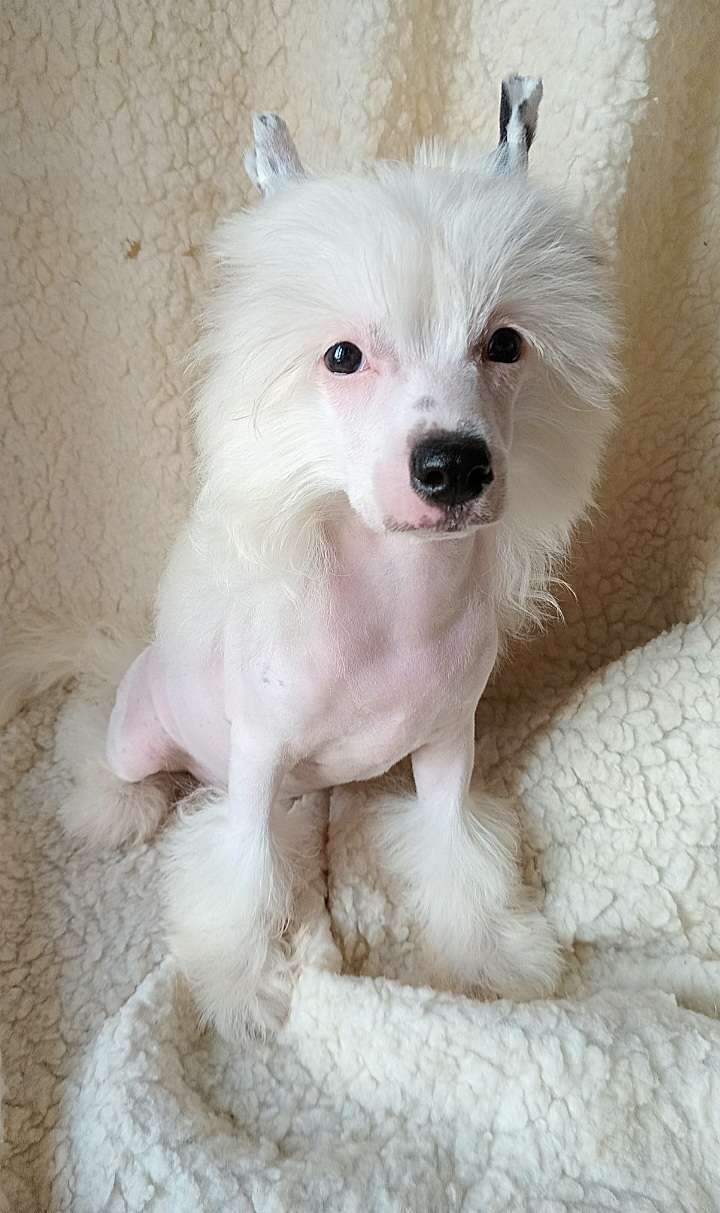 Keira Cherished Dream