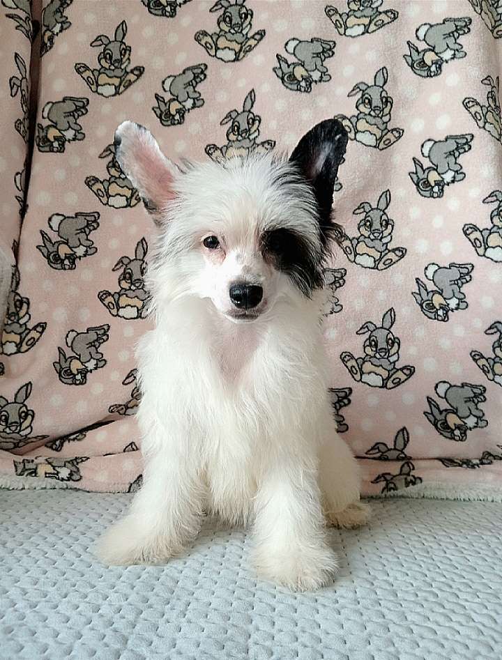 Katrin Cherished Dream