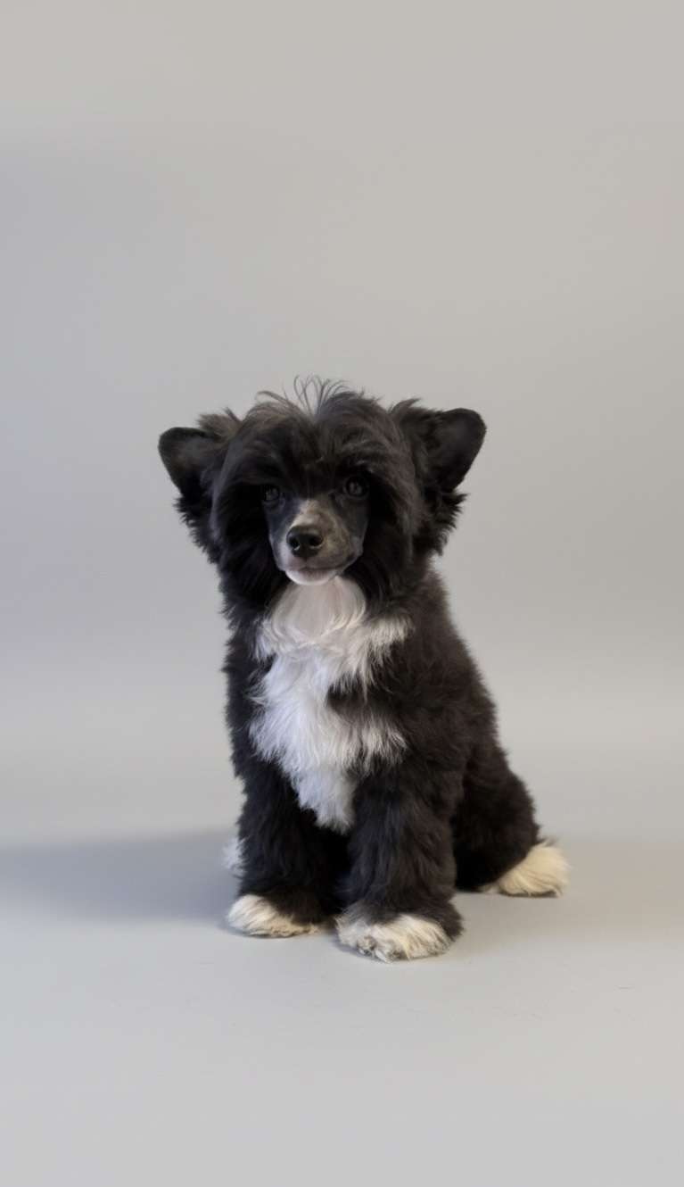 Yzmir Diamond of the Night