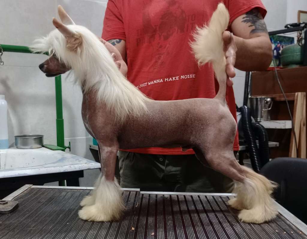 Kushi Mitama Falazirroo