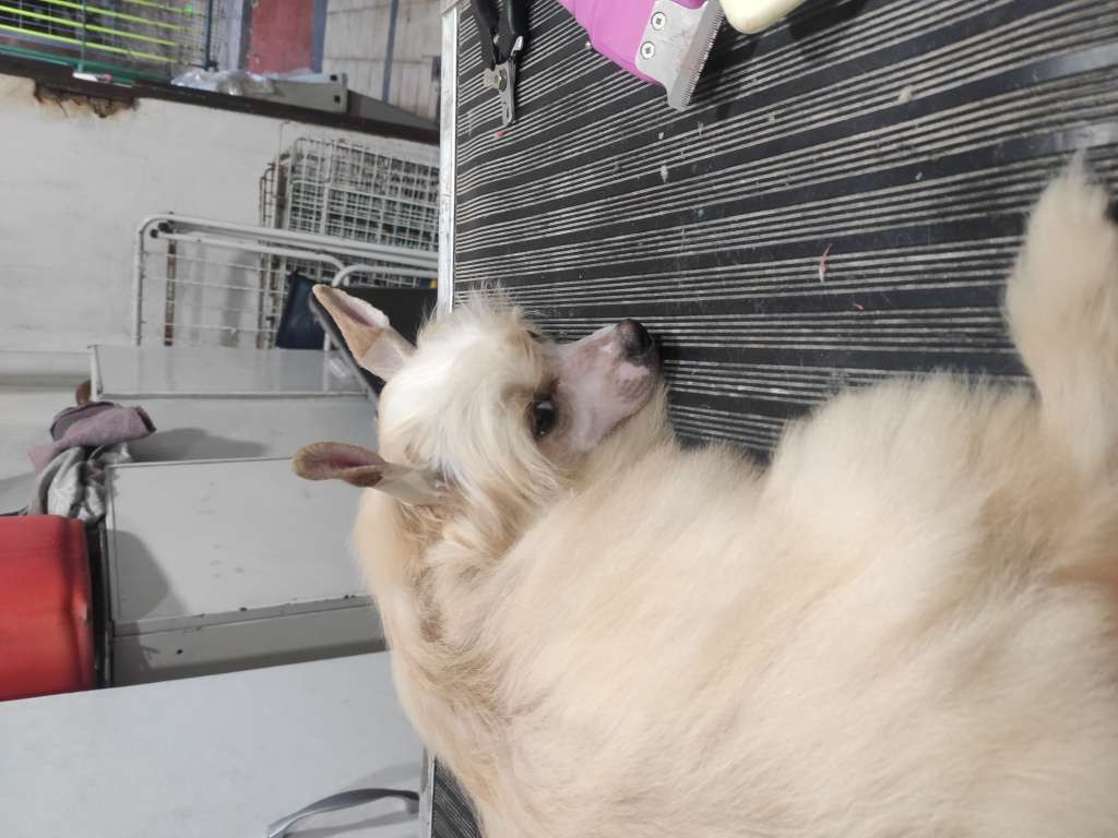 Saki Mitama Falazirroo