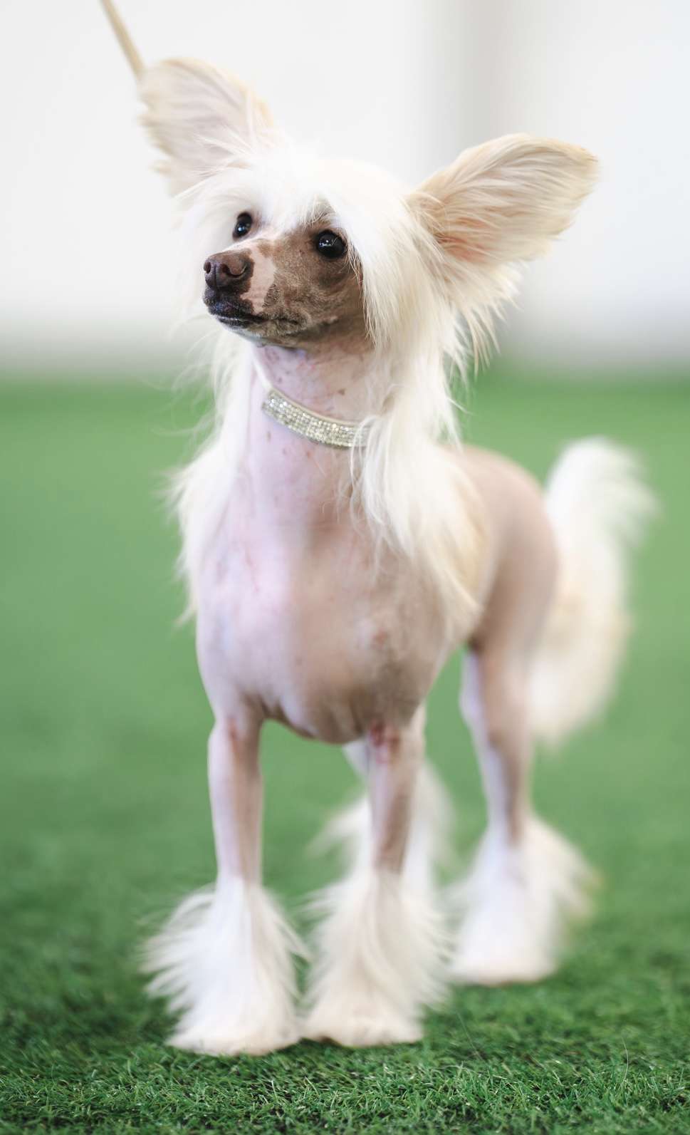 Moelmo?s Drama Queen