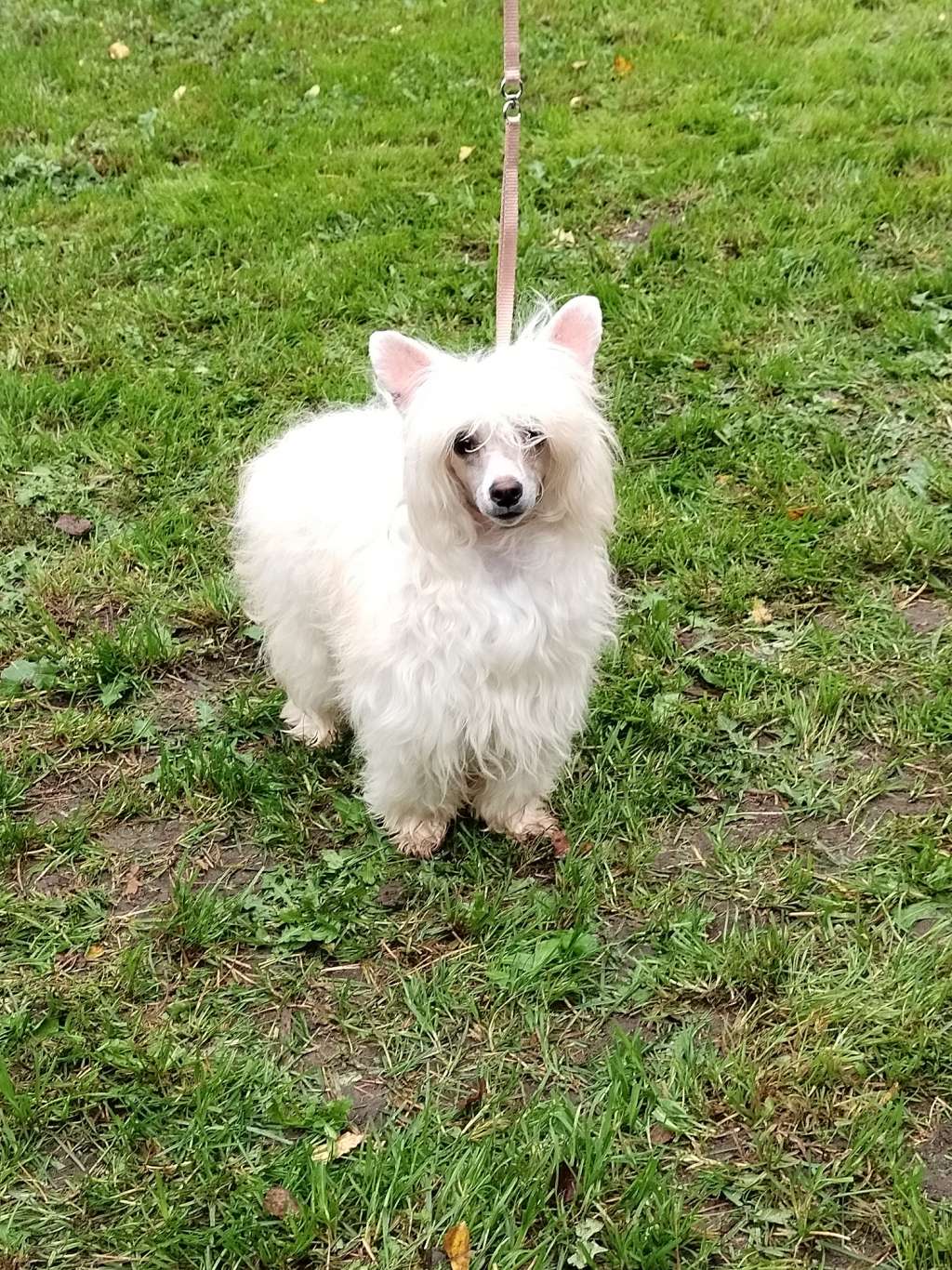 Bella Constanta Samanta Sing