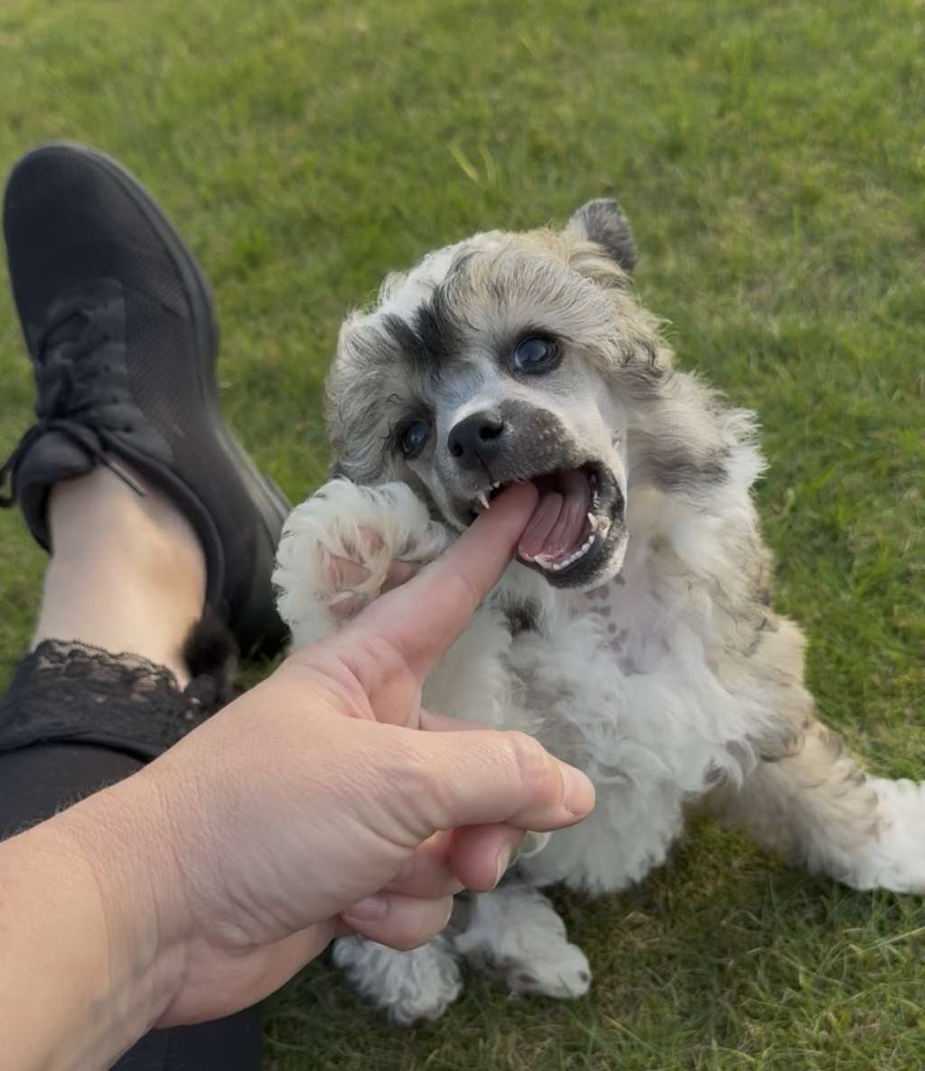 Nomilas Walking Happy