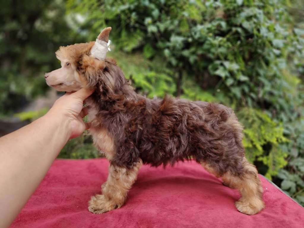 Czekoladowy Mis Sasima