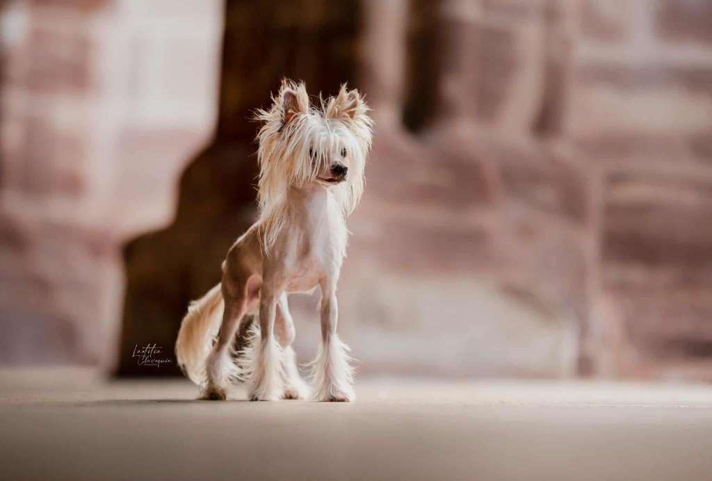 Pets High Urumqi Upala