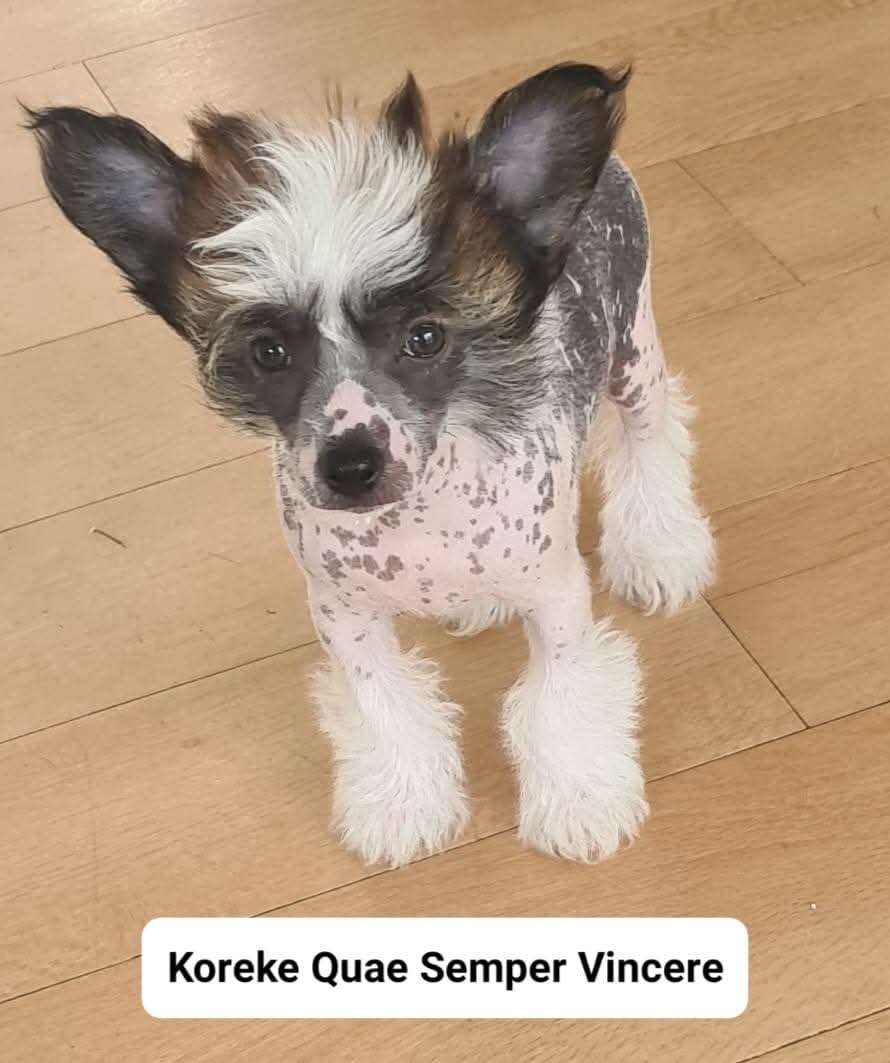 Koreke Quae Semper Vincere