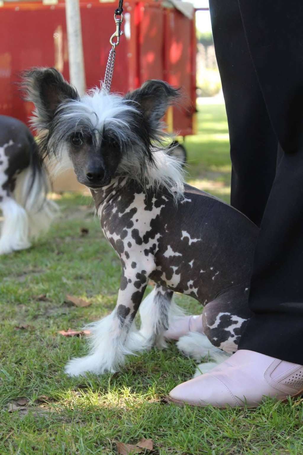 Koreke Hic Sunt Dracones