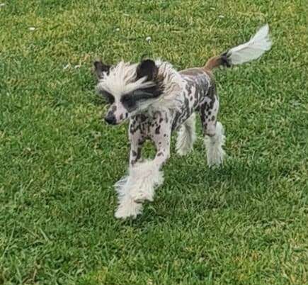 Koreke I Put A Spell On Your