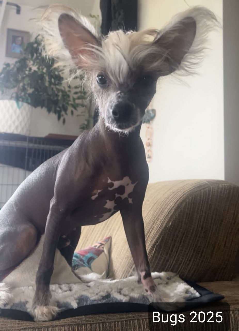 Koreke Bugs In Blue Jeans