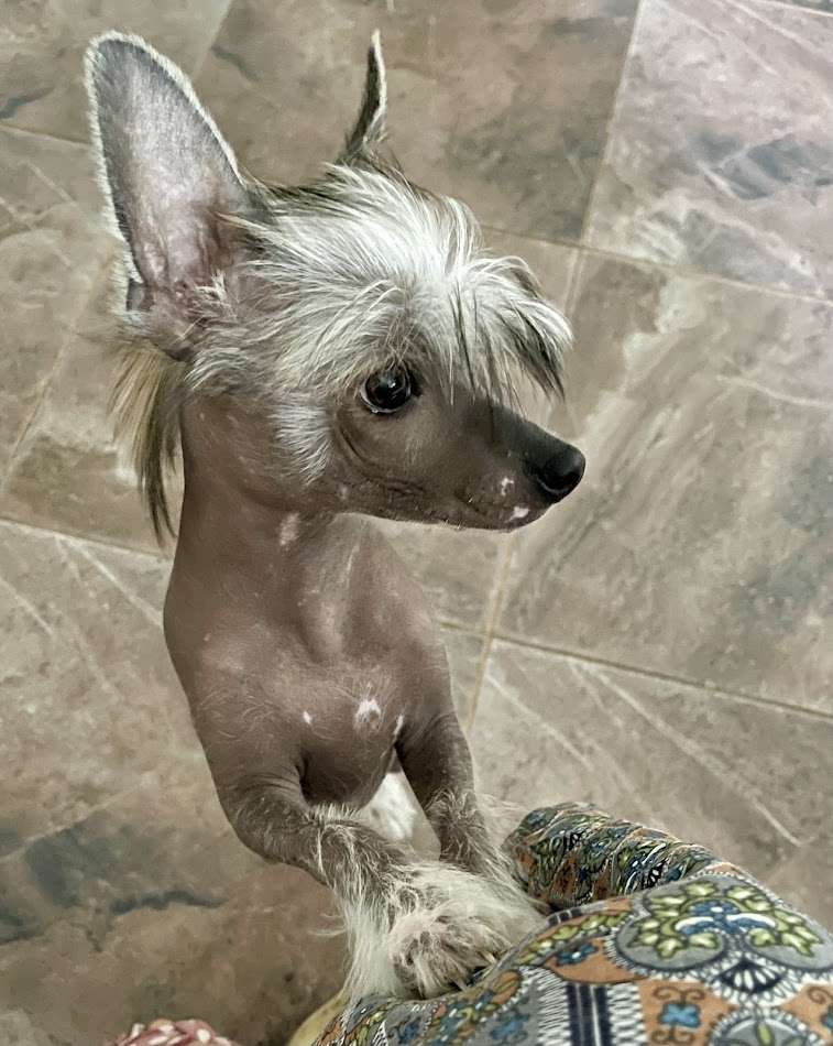 Show Galaktika Han Yuchi