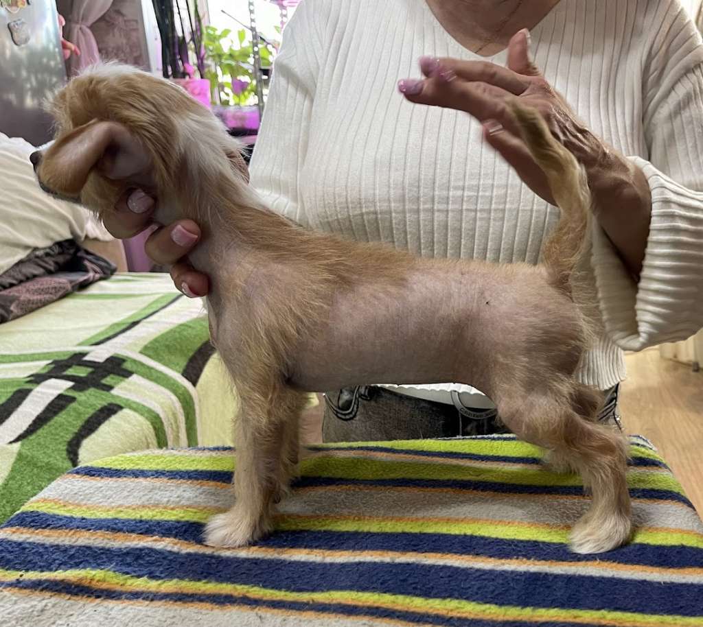 Show Galaktika Freziya