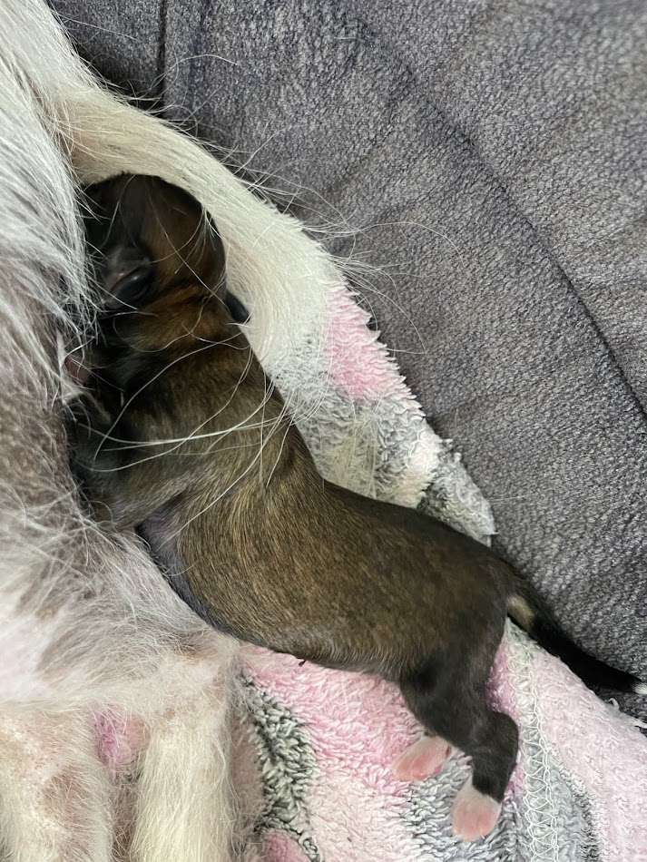 Show Galaktika Z.............