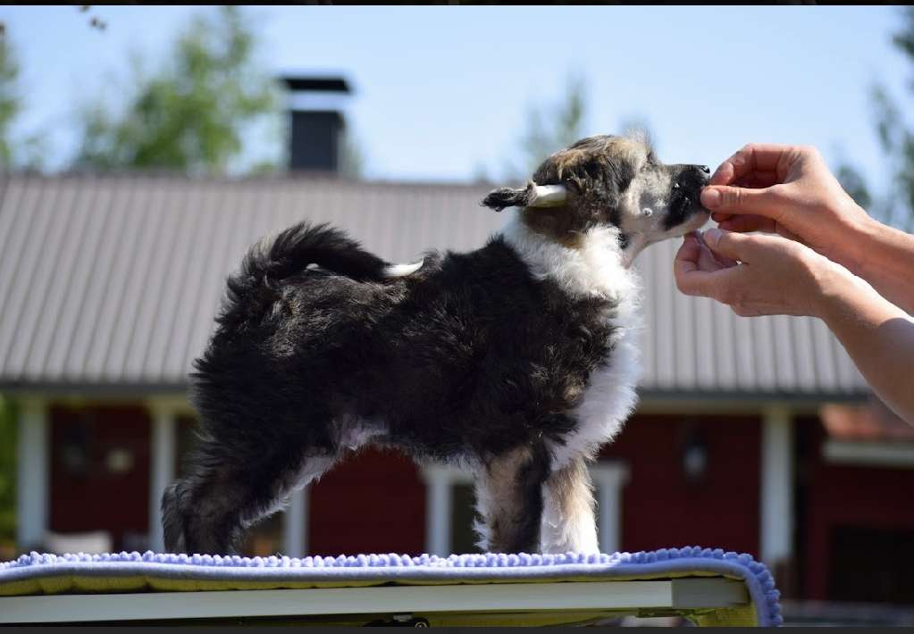 Finhani Delicious Jelly Wave