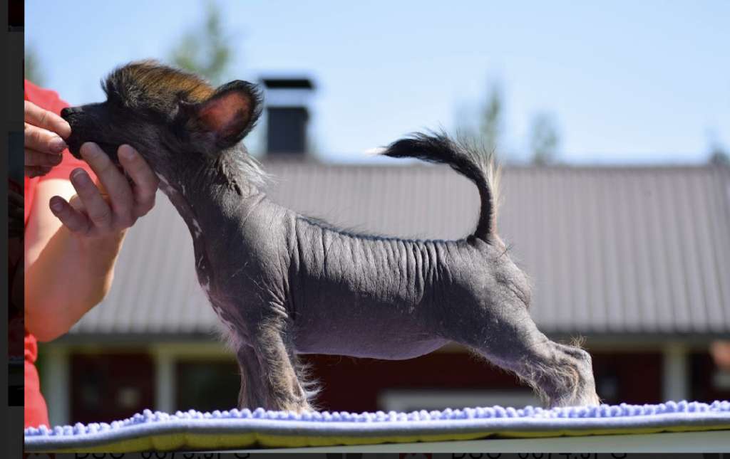 Finhani Milkshaky Proteinequake