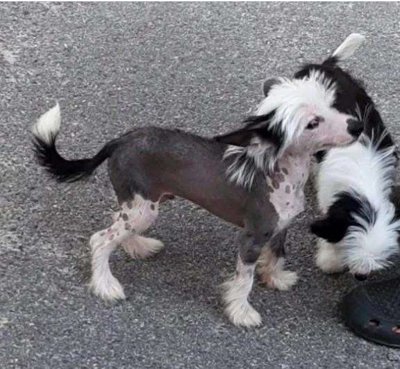 Magic of Success Daniel