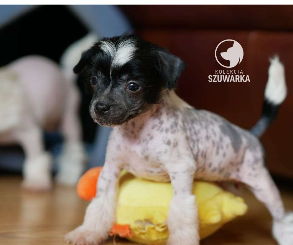 CZESIA Kolekcja Szuwarka