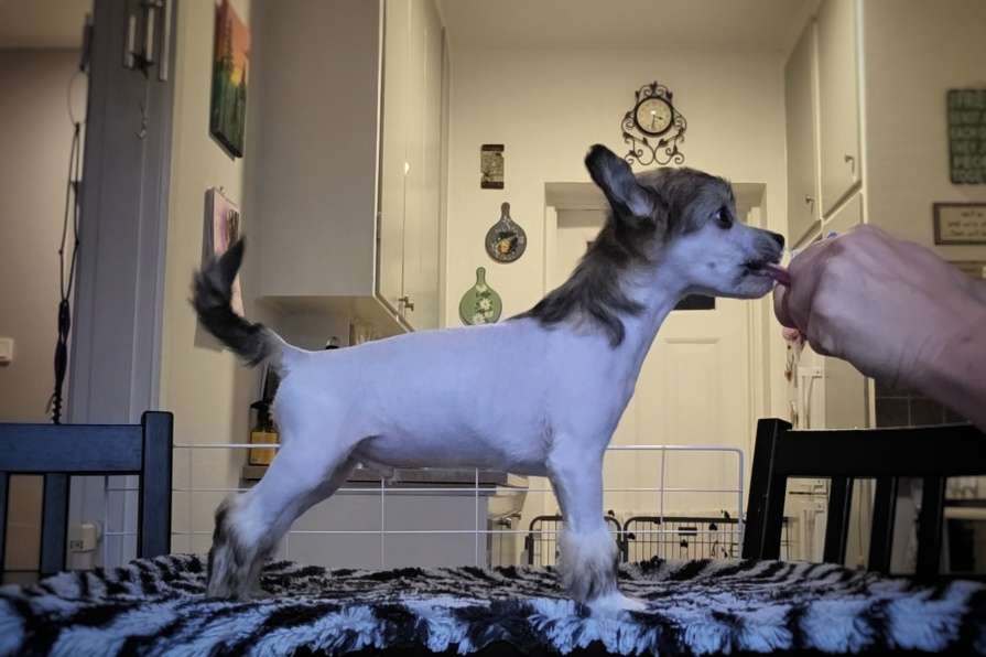 EXxiino's Hitchhike To Honolulu