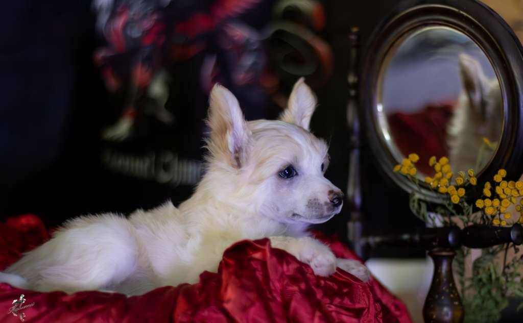 Bella Flying Wings DraCZata