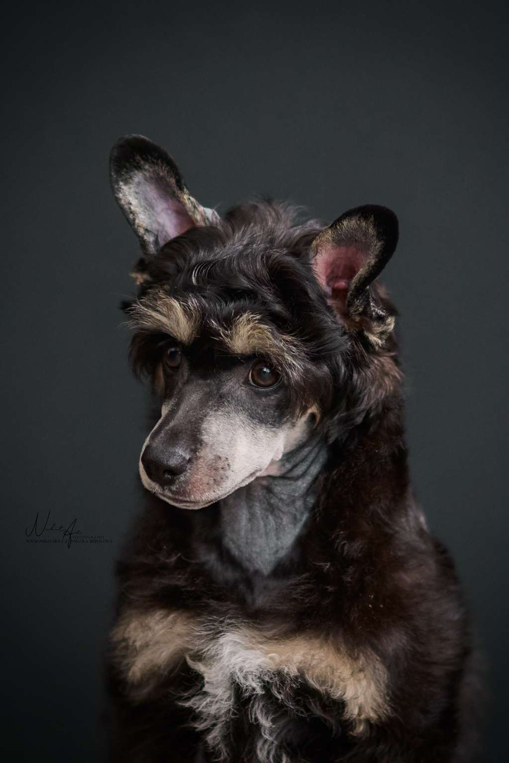 Barras Candy lollipops