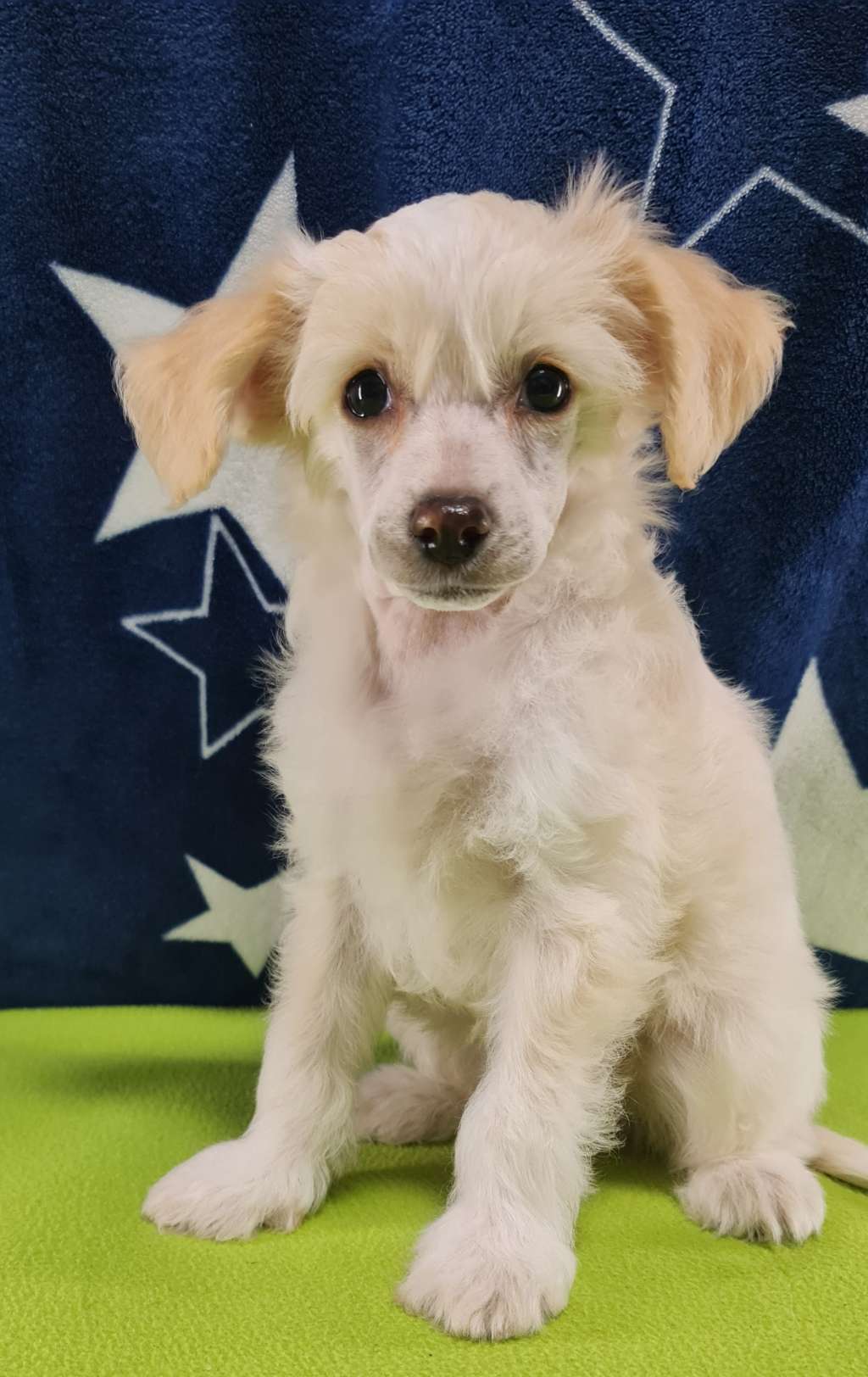 Tamiami's Charleston