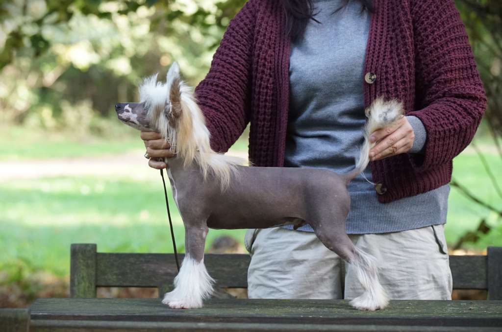 Gandalf The Grey Lacshen's