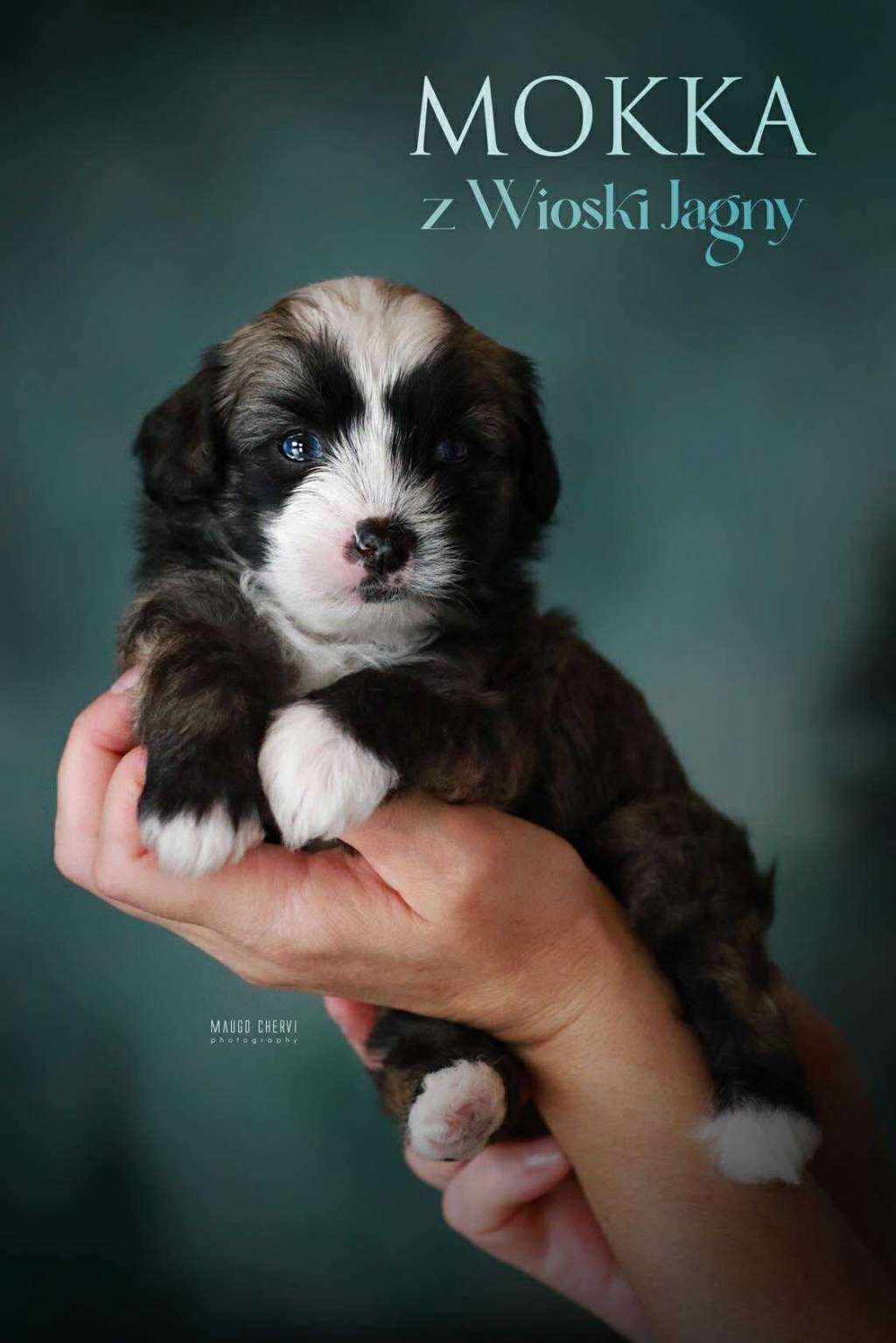 Mokka Z Wioski Jagny Fci