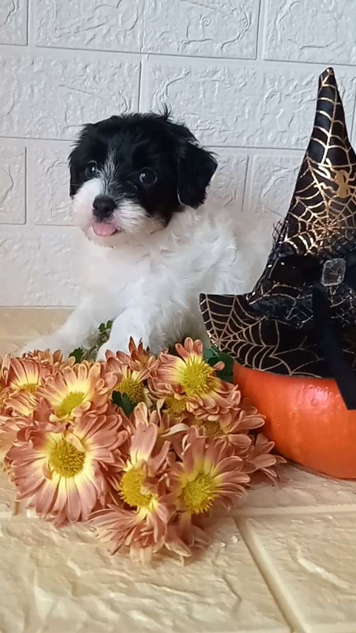 Lodestar Cherished Dream