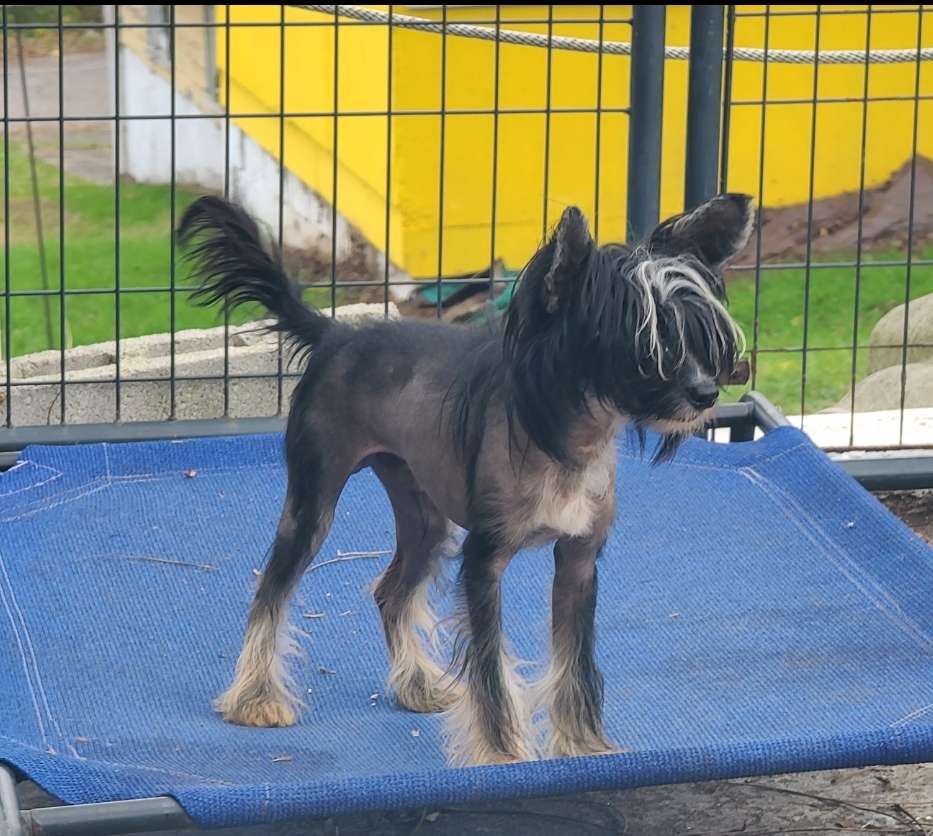 Long Haul's Fallen Angel's First Mornings Light