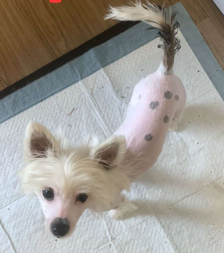 Long Haul's See You In My Dreams, Lo Chen