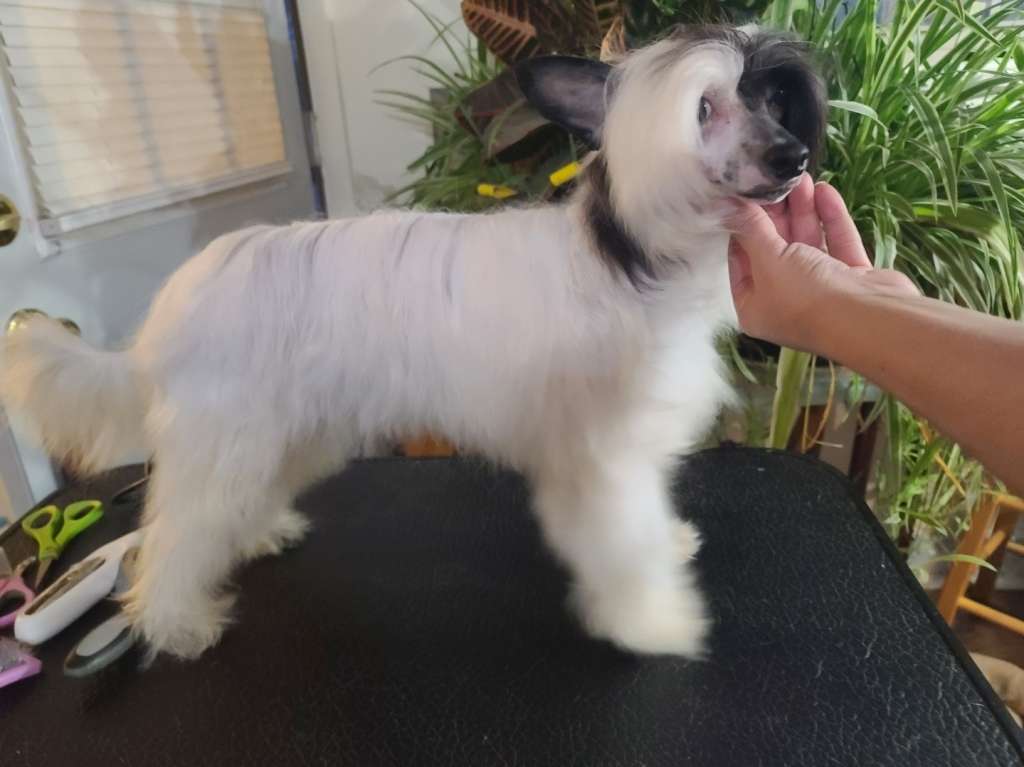 Long Haul's C U On Other Side Prince Of Barkness