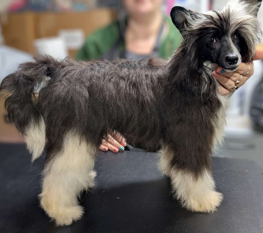 Long Haul's I'M C'Ing The Phantom At Av Dragon'S