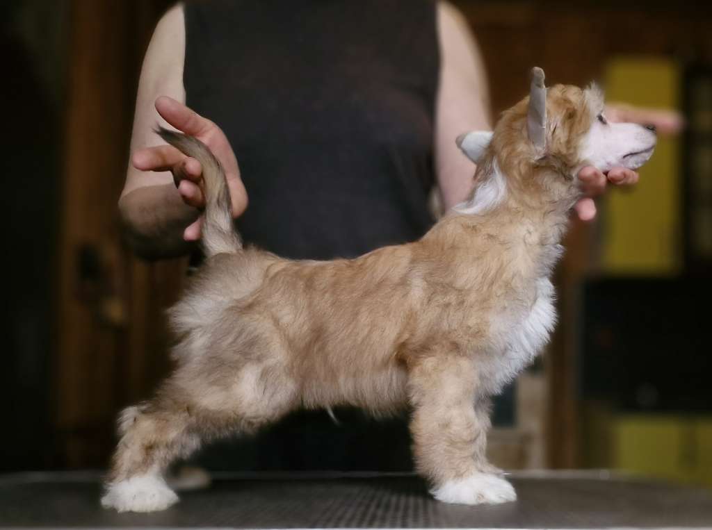 Apriori Vip Winnie Pooh