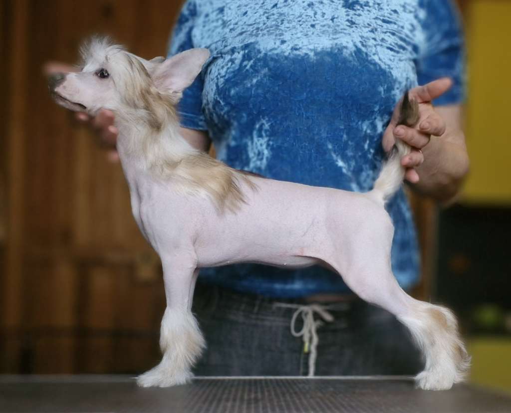 Apriori Vip Goldfish