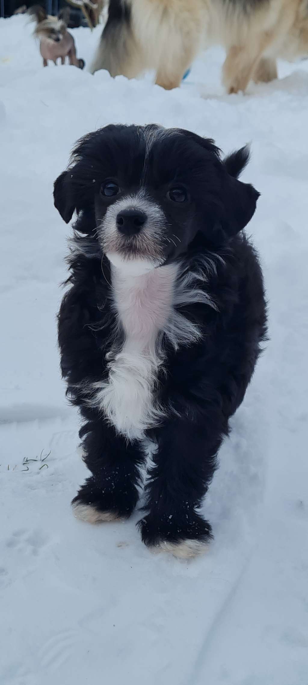 Crazy Cresteds Oqun LaPi