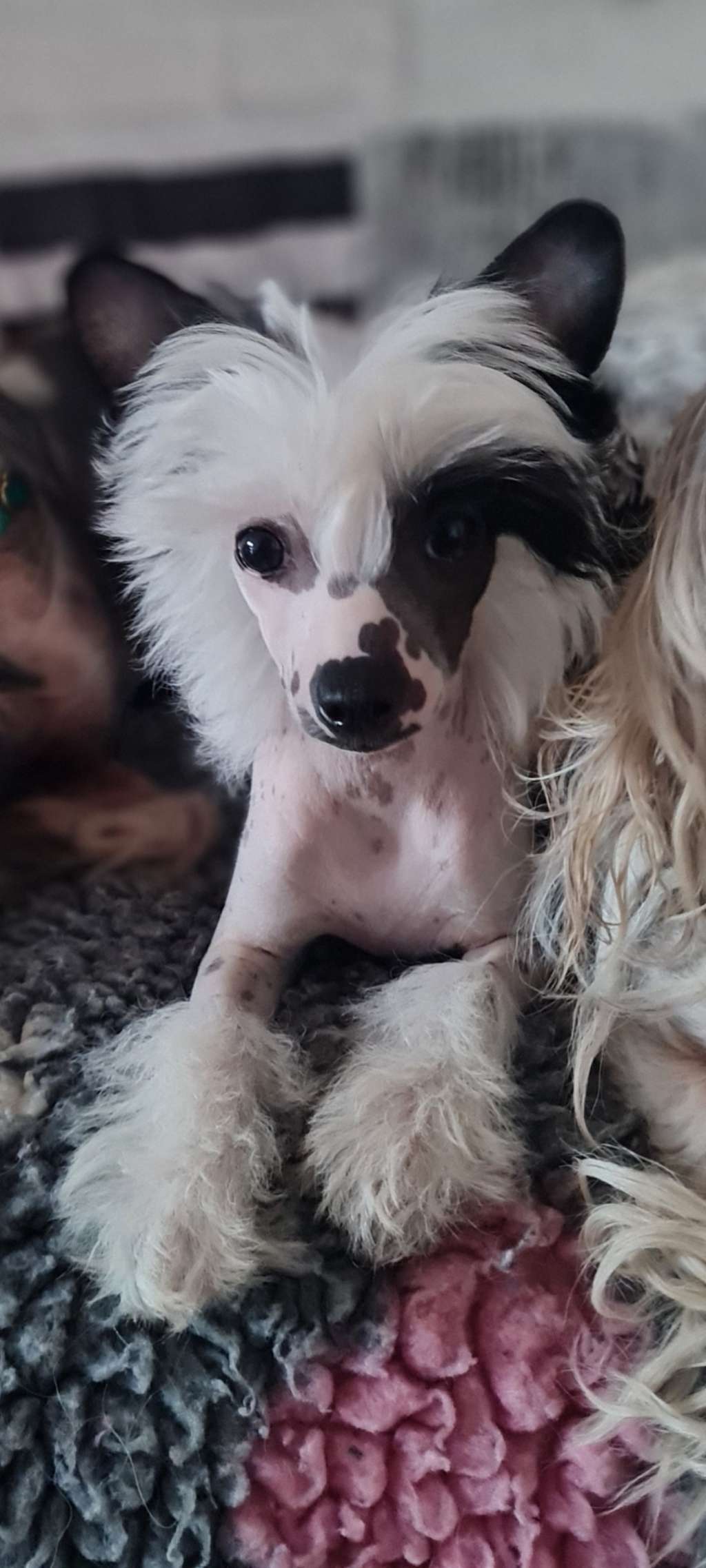 Crazy Cresteds Omari LaPi