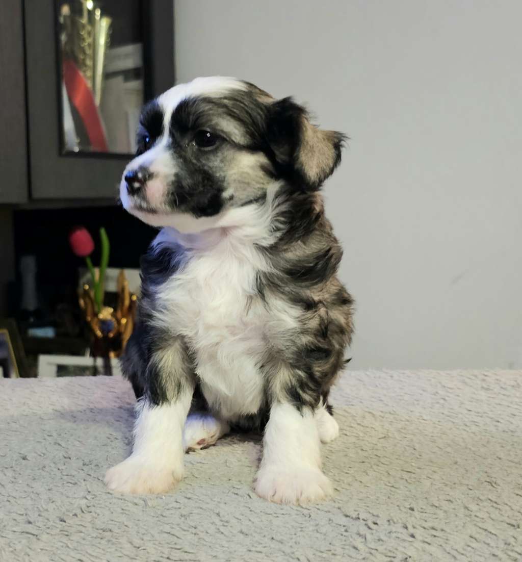 Univers Brianna Avokaduh