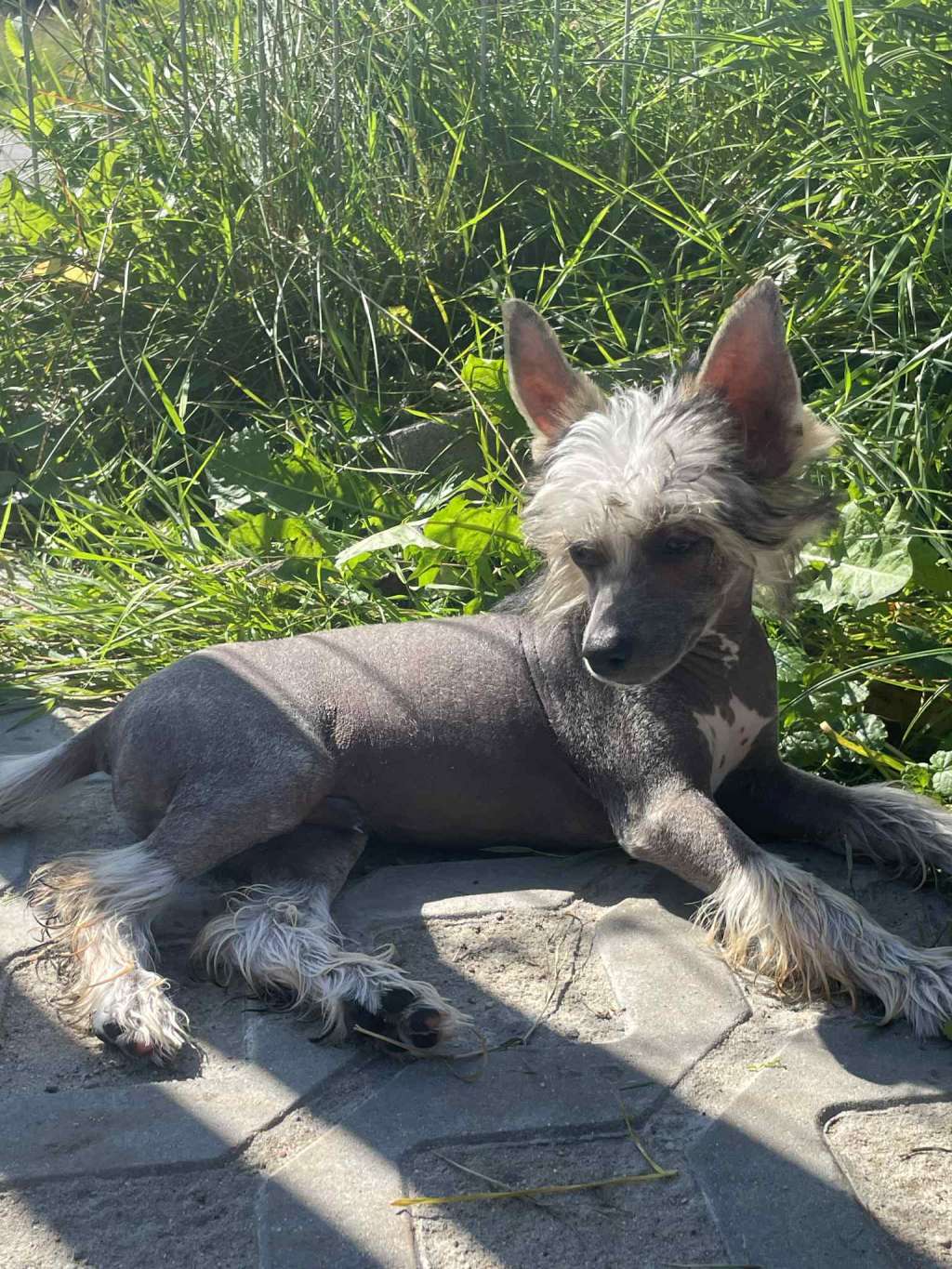 Kamel Kings of Dreams