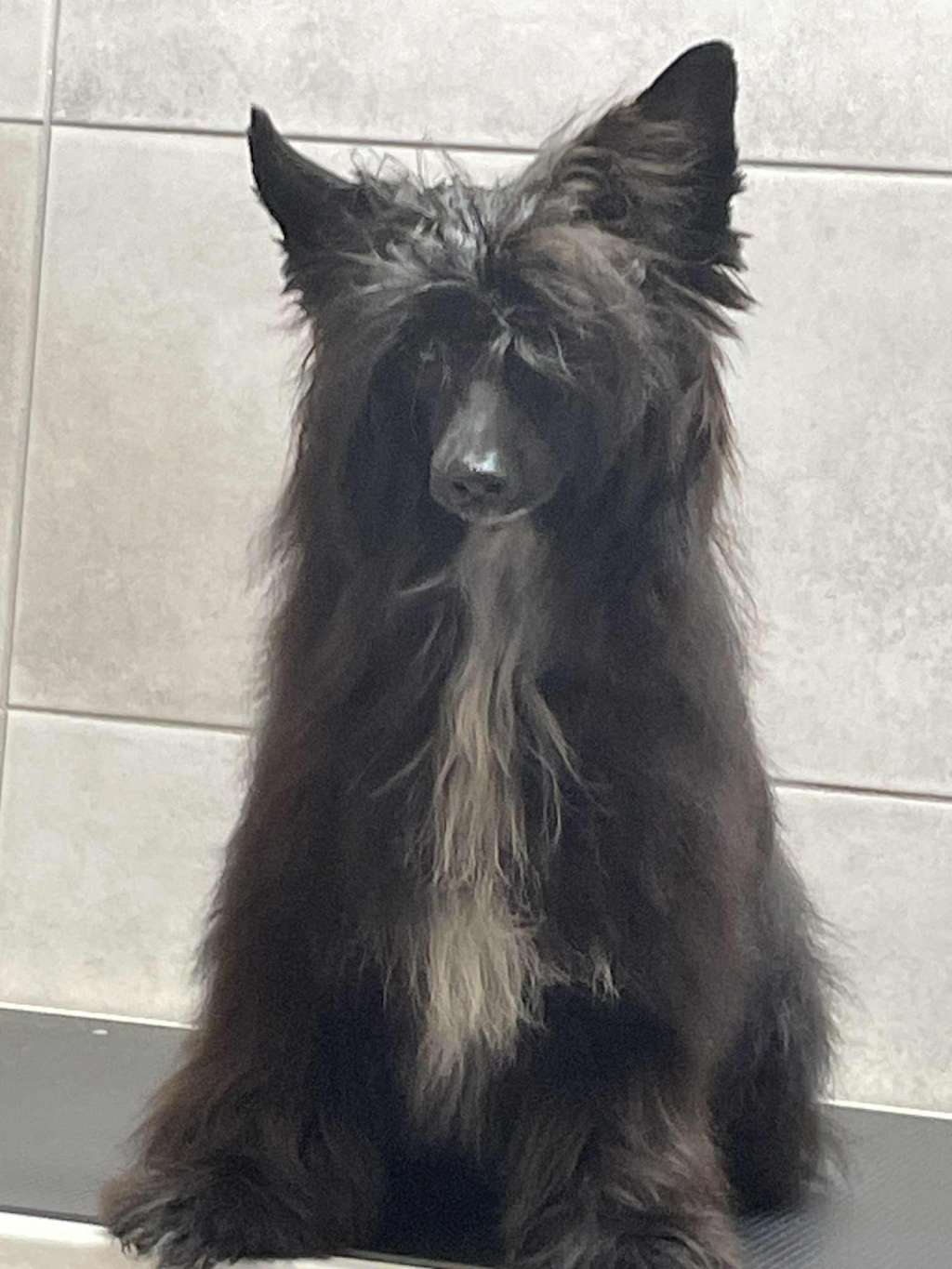 Black Arron Kings of Dreams